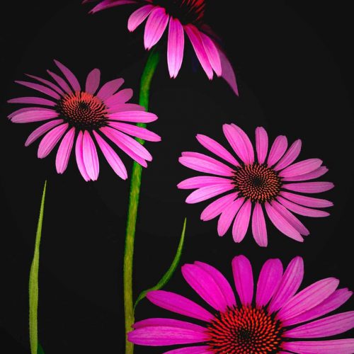 Coneflower